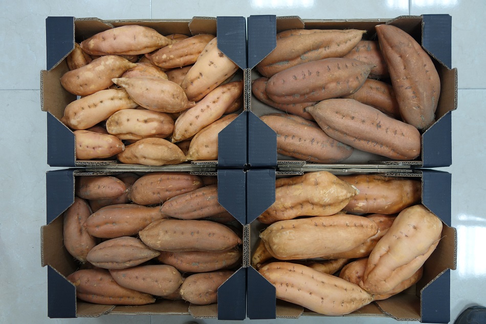 Boniato o batata de calidad para exportar desde España, Spain