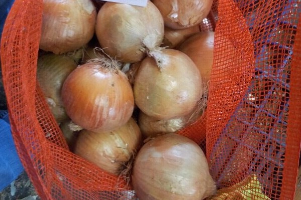 Cebolla variedad medio-grano de España para exportar. Onions from Spain to export