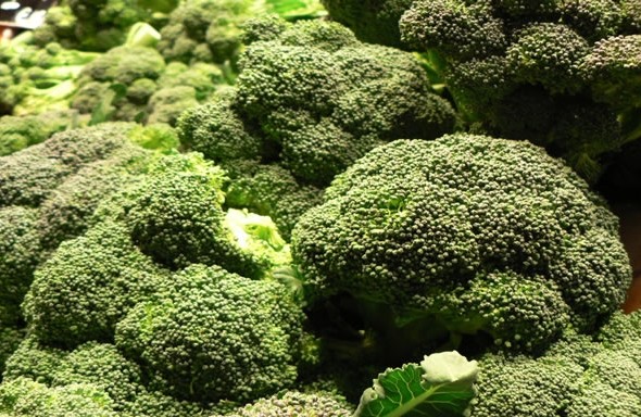Brócoli para exportar desde España. Broccoli form Spain to export